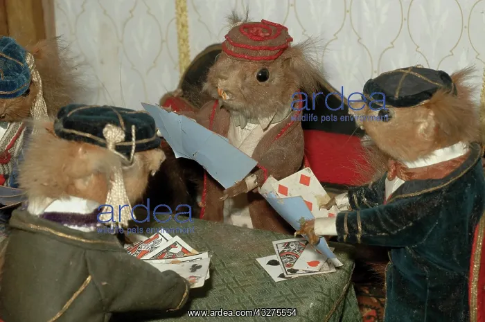 : Taxidermy: Squirrels playing cards, tableau by Walter : Taxidermy: Squirrels playing cards, tableau by Walter