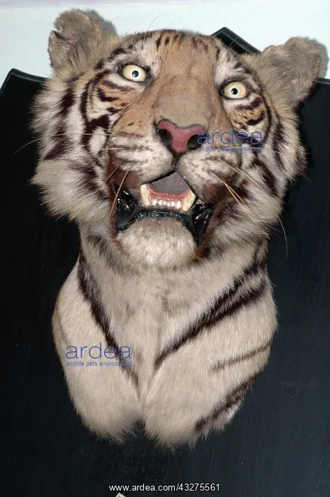 : Taxidermy: Tiger head mount trophy by Van Ingen : Taxidermy: Tiger head mount trophy by Van Ingen