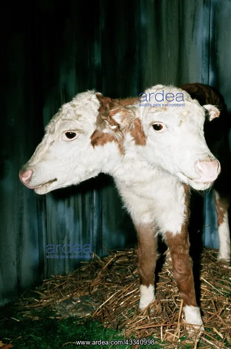  : TAXIDERMY - two-headed calf