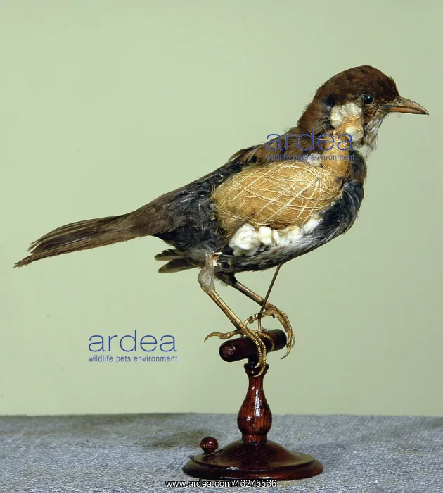 : Taxuidermy: typical method of mounting a Victorian : Taxuidermy: typical method of mounting a Victorian