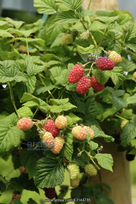 : Tayberry (Rubus fruticosus X R. idaeus) ripe fruit on pick your own plants in a polytunnel : Tayberry (Rubus fruticosus X R. idaeus) ripe fruit on pick your own plants in a polytunnel
