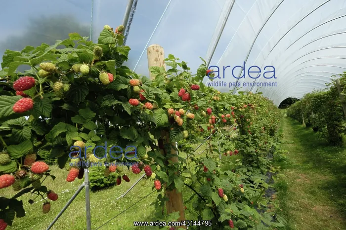 : Tayberry (Rubus fruticosus X R. idaeus) ripe fruit on pick your own plants in a polytunnel : Tayberry (Rubus fruticosus X R. idaeus) ripe fruit on pick your own plants in a polytunnel
