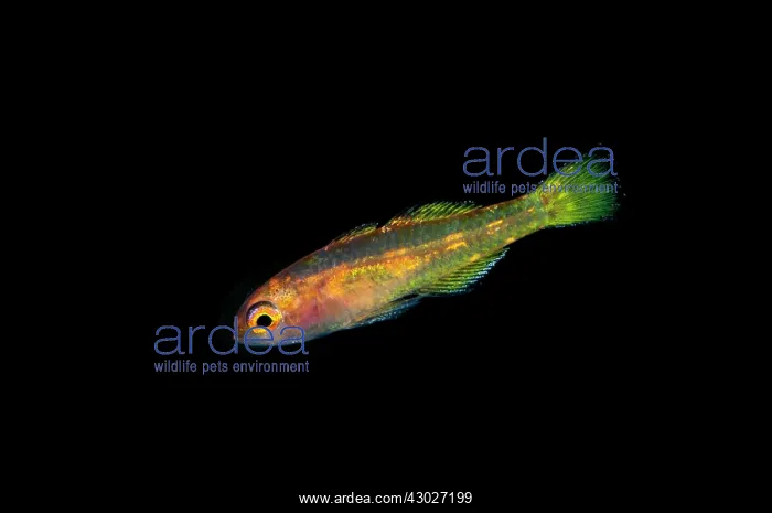  : Taylor's Dwarfgoby