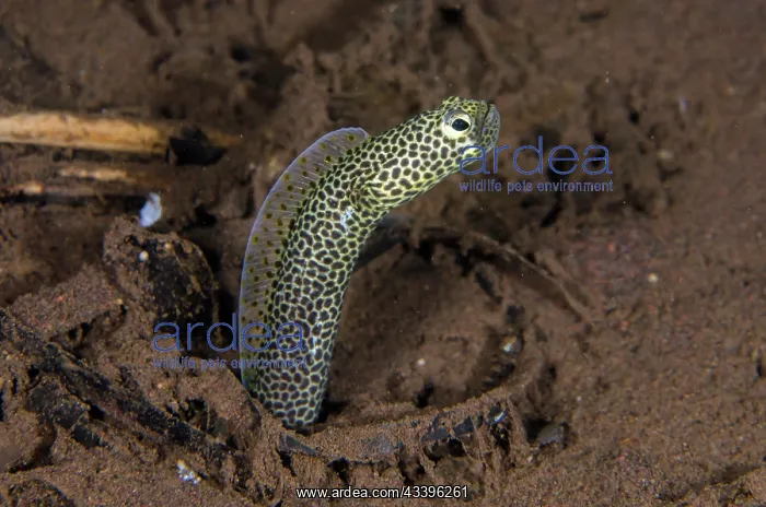 : Taylor's Garden Eel : Taylor's Garden Eel