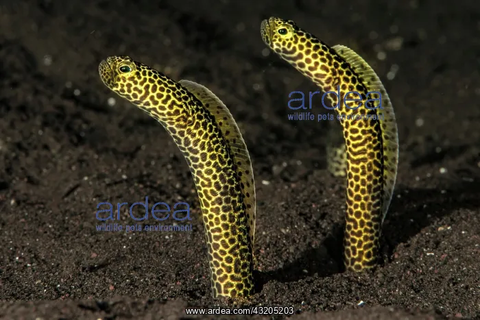 : Taylors garden eel (Heteroconger taylori), Bali : Taylors garden eel (Heteroconger taylori), Bali