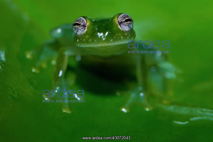 : Taylor's glass Frog (Hyalinobatrachium taylori : Taylor's glass Frog (Hyalinobatrachium taylori