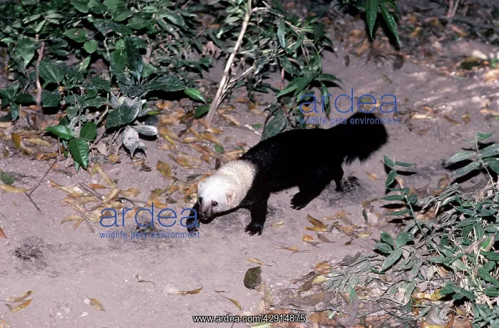  : TAYRA (Eira barbara)