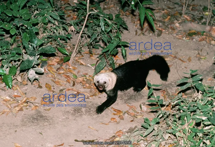  : TAYRA (Eira barbara)