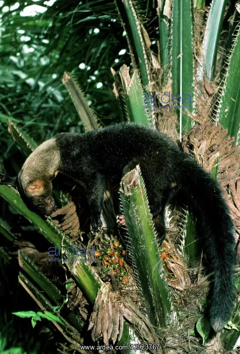: TAYRA (Eira barbara). Guyana - South America : TAYRA (Eira barbara). Guyana - South America