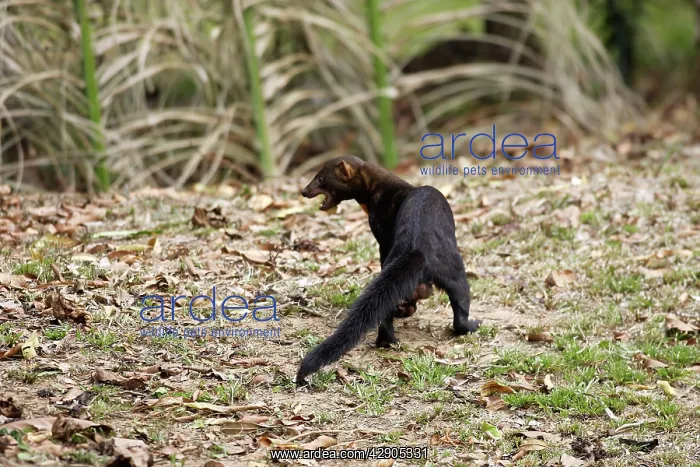  : Tayra (Eira barbara). Heath River Amazon Peru