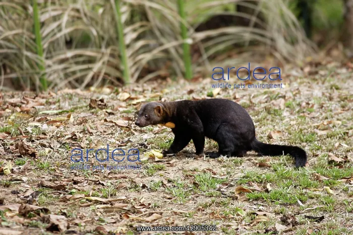 : Tayra (Eira barbara). Heath River Amazon Peru