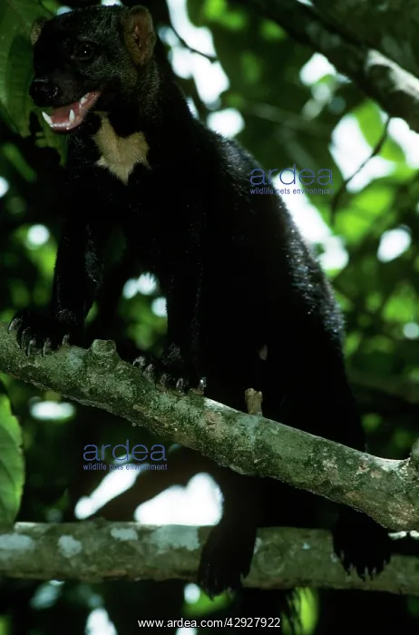 : Tayra - male in rainforest : Tayra - male in rainforest