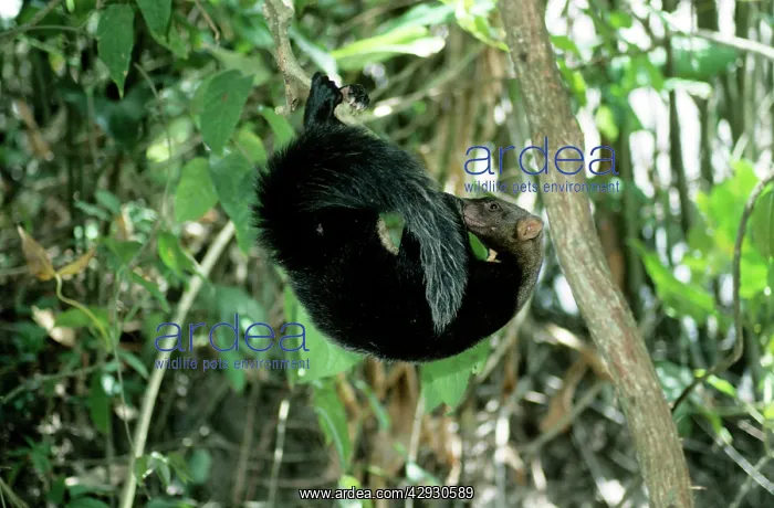 : Tayra - Male in Rainforest : Tayra - Male in Rainforest