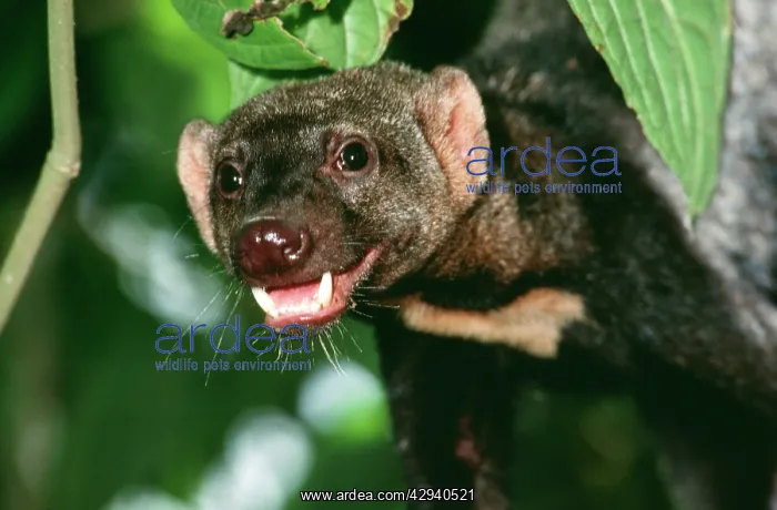: TAYRA - Male in rainforest : TAYRA - Male in rainforest