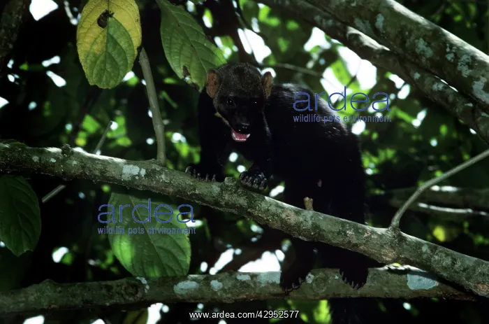 : Tayra - male in rainforest : Tayra - male in rainforest