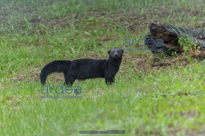 : Tayra is a member of the weasel family They prefer life : Tayra is a member of the weasel family They prefer life