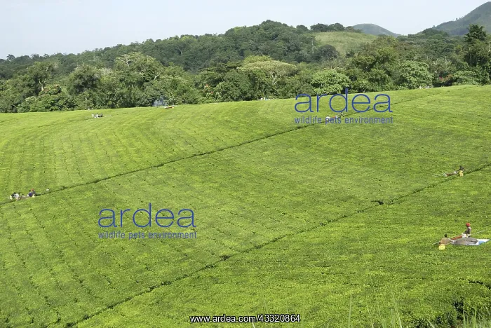 : Tea Farm. Tea estate in the Ruwenzori area of Uganda : Tea Farm. Tea estate in the Ruwenzori area of Uganda