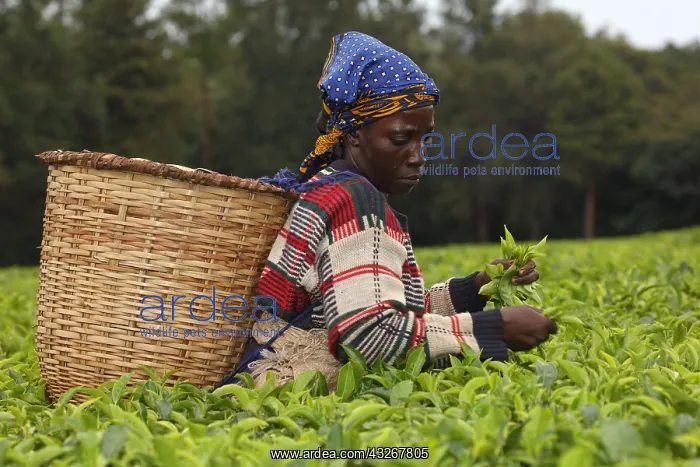 : tea picker, Kakamega forest, Kenya : tea picker, Kakamega forest, Kenya