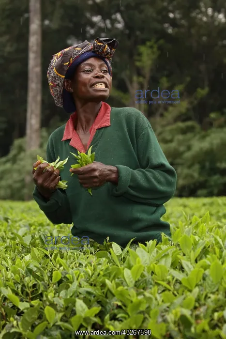 : Tea picker, Kakamega forest, tropical rainforest : Tea picker, Kakamega forest, tropical rainforest