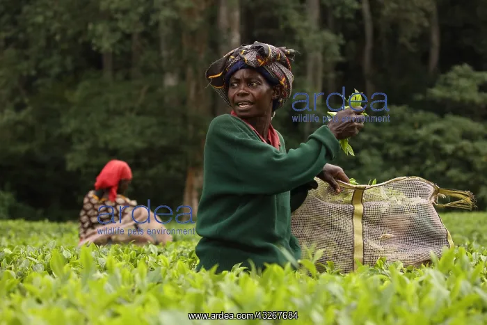: Tea picker, Kakamega forest, tropical rainforest : Tea picker, Kakamega forest, tropical rainforest