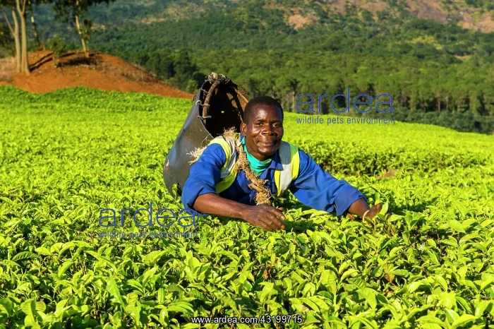  : Tea picker on a tea estate on Mount Mulanje, Malawi