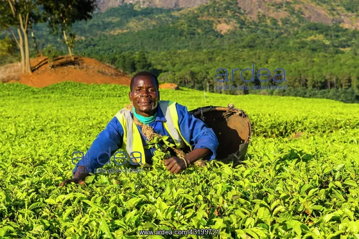 : Tea picker on a tea estate on Mount Mulanje, Malawi : Tea picker on a tea estate on Mount Mulanje, Malawi