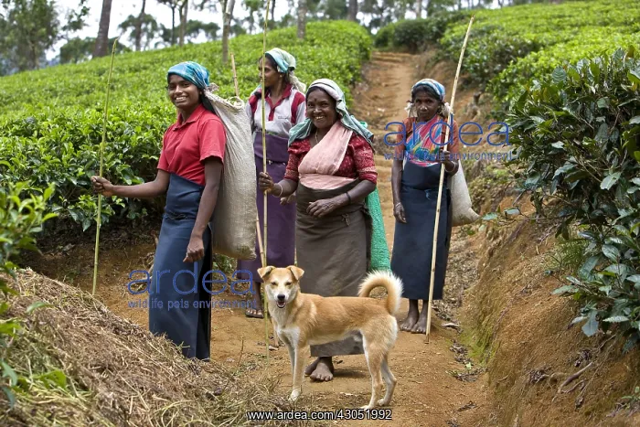 : Tea pickers and dog in Plantations of tea : Tea pickers and dog in Plantations of tea
