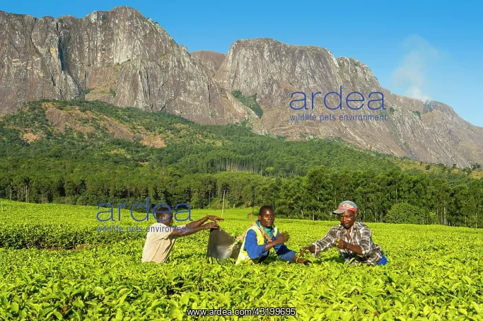 : Tea pickers on a tea estate on Mount Mulanje, Malawi : Tea pickers on a tea estate on Mount Mulanje, Malawi