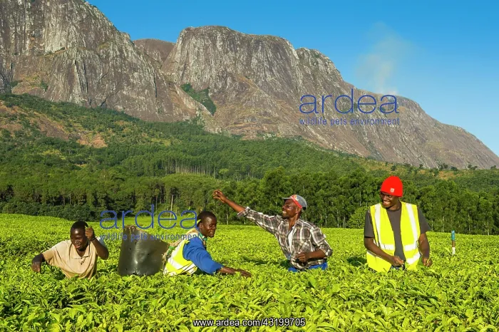 : Tea pickers on a tea estate on Mount Mulanje, Malawi : Tea pickers on a tea estate on Mount Mulanje, Malawi