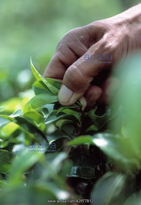 : Tea Plant, Camellia sinensis : Tea Plant, Camellia sinensis
