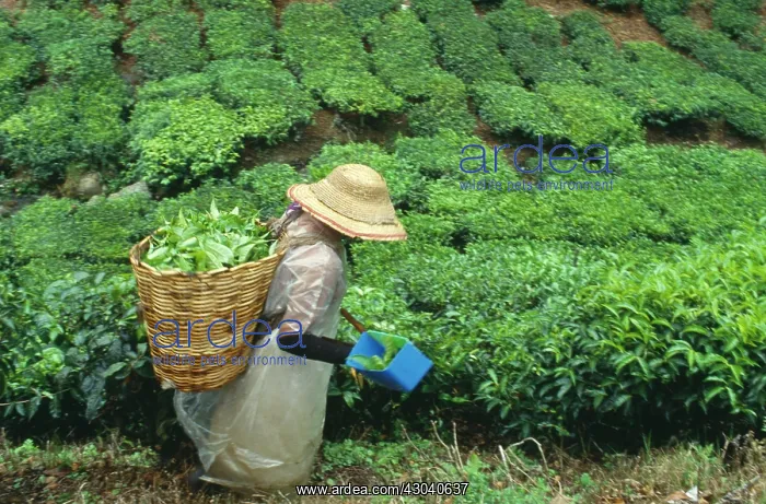 : Tea plant, Camellia sinensis : Tea plant, Camellia sinensis
