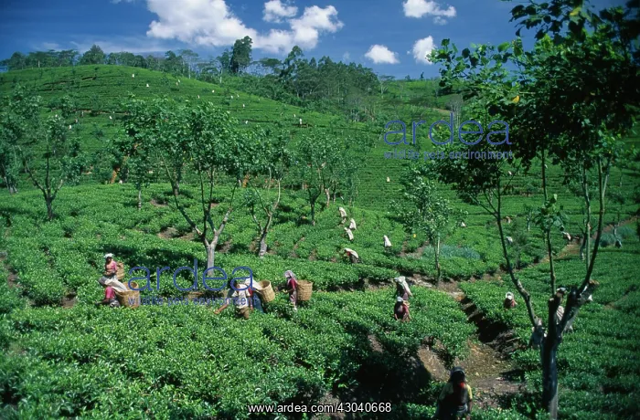  : Tea plant, Camellia sinensis