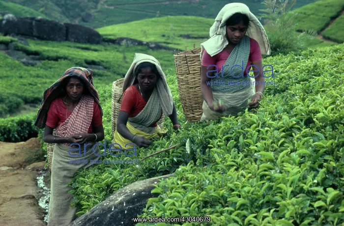 : Tea plant, Camellia sinensis : Tea plant, Camellia sinensis