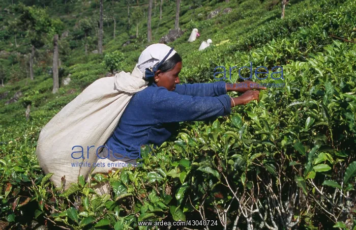 : Tea plant, Camellia sinensis : Tea plant, Camellia sinensis