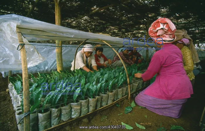  : Tea plant, Camellia sinensis