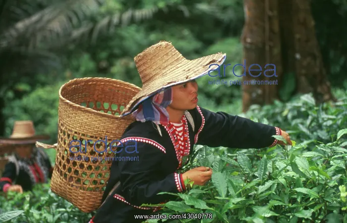 : Tea plant, Camellia sinensis : Tea plant, Camellia sinensis
