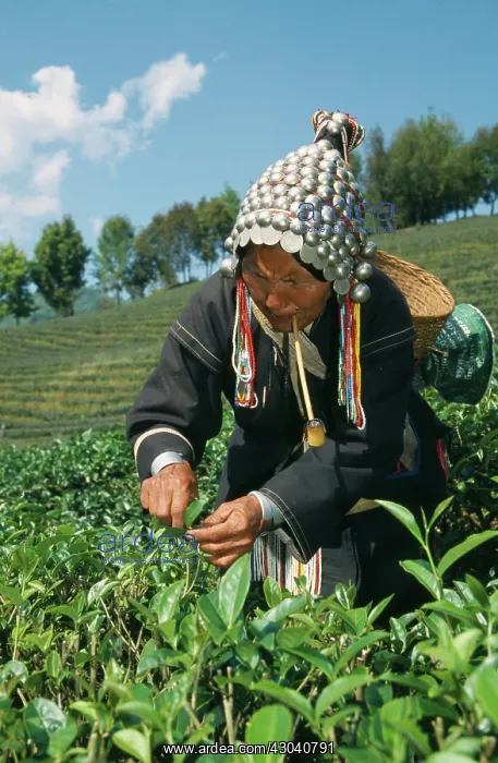 : Tea plant, Camellia sinensis : Tea plant, Camellia sinensis