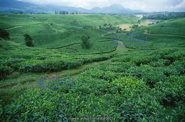 : Tea plant, Camellia sinensis, Green subject : Tea plant, Camellia sinensis, Green subject