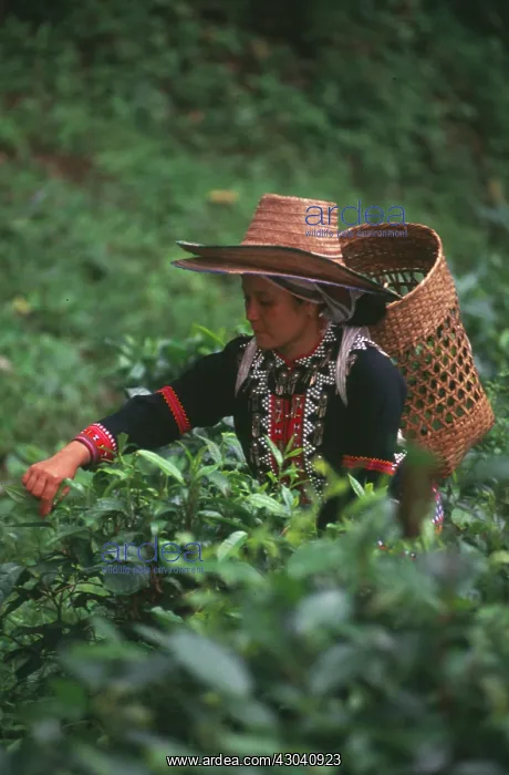  : Tea plant, Camellia sinensis