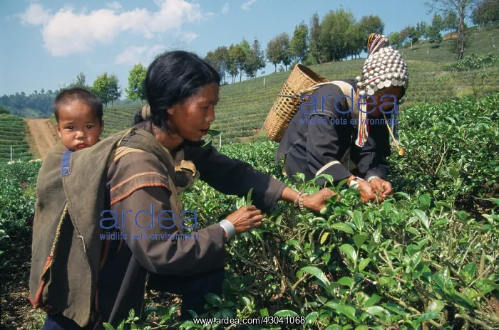 : Tea plant, Camellia sinensis, Green subject : Tea plant, Camellia sinensis, Green subject