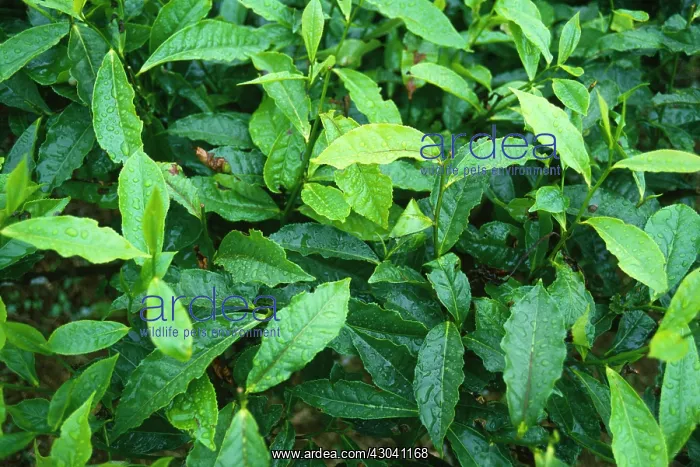: Tea plant, Camellia sinensis : Tea plant, Camellia sinensis