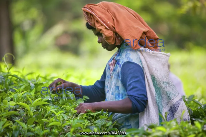  : Tea plant, Camellia sinensis