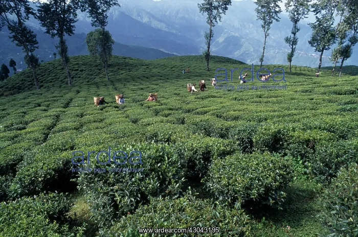 : Tea plant, Camellia sinensis : Tea plant, Camellia sinensis