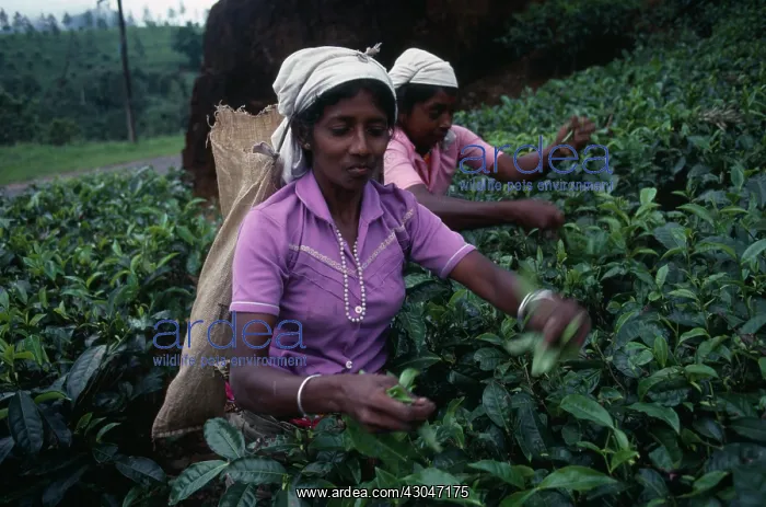 : Tea plant, Camellia sinensis : Tea plant, Camellia sinensis