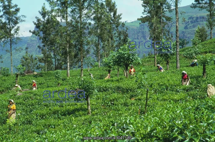 : Tea plant, Camellia sinensis : Tea plant, Camellia sinensis