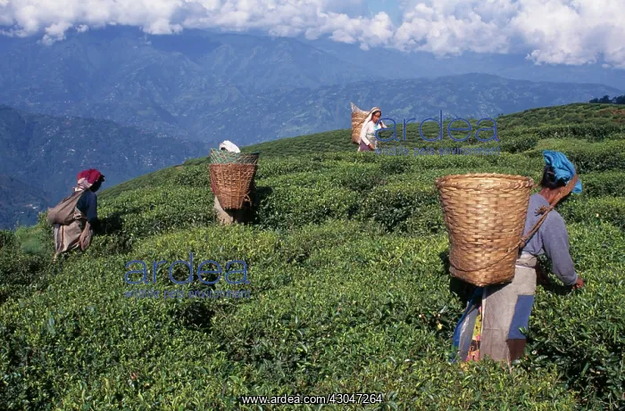 : Tea plant, Camellia sinensis : Tea plant, Camellia sinensis