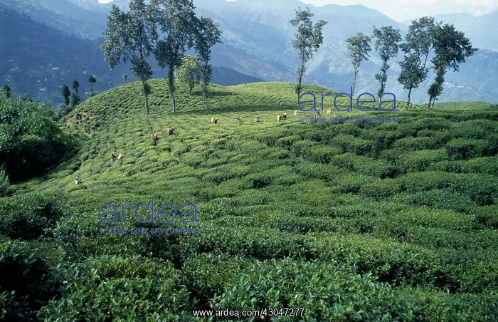 : Tea plant, Camellia sinensis : Tea plant, Camellia sinensis