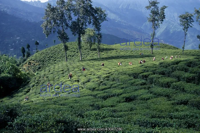 : Tea plant, Camellia sinensis : Tea plant, Camellia sinensis