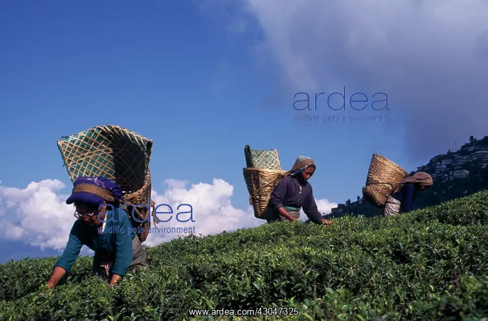 : Tea plant, Camellia sinensis : Tea plant, Camellia sinensis