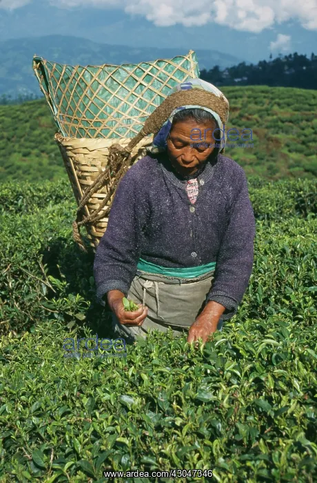  : Tea plant, Camellia sinensis